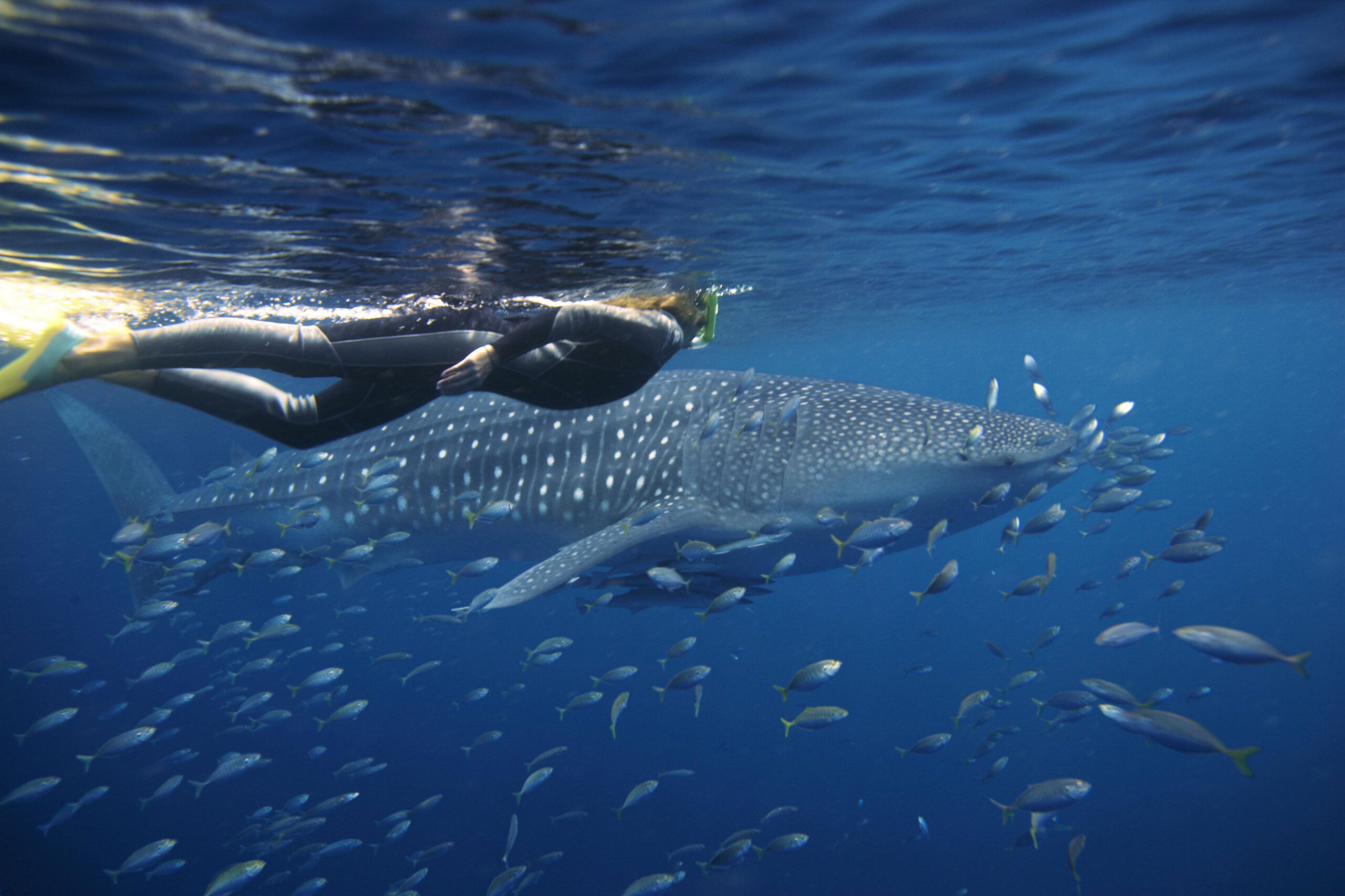 swimming with whale sharks