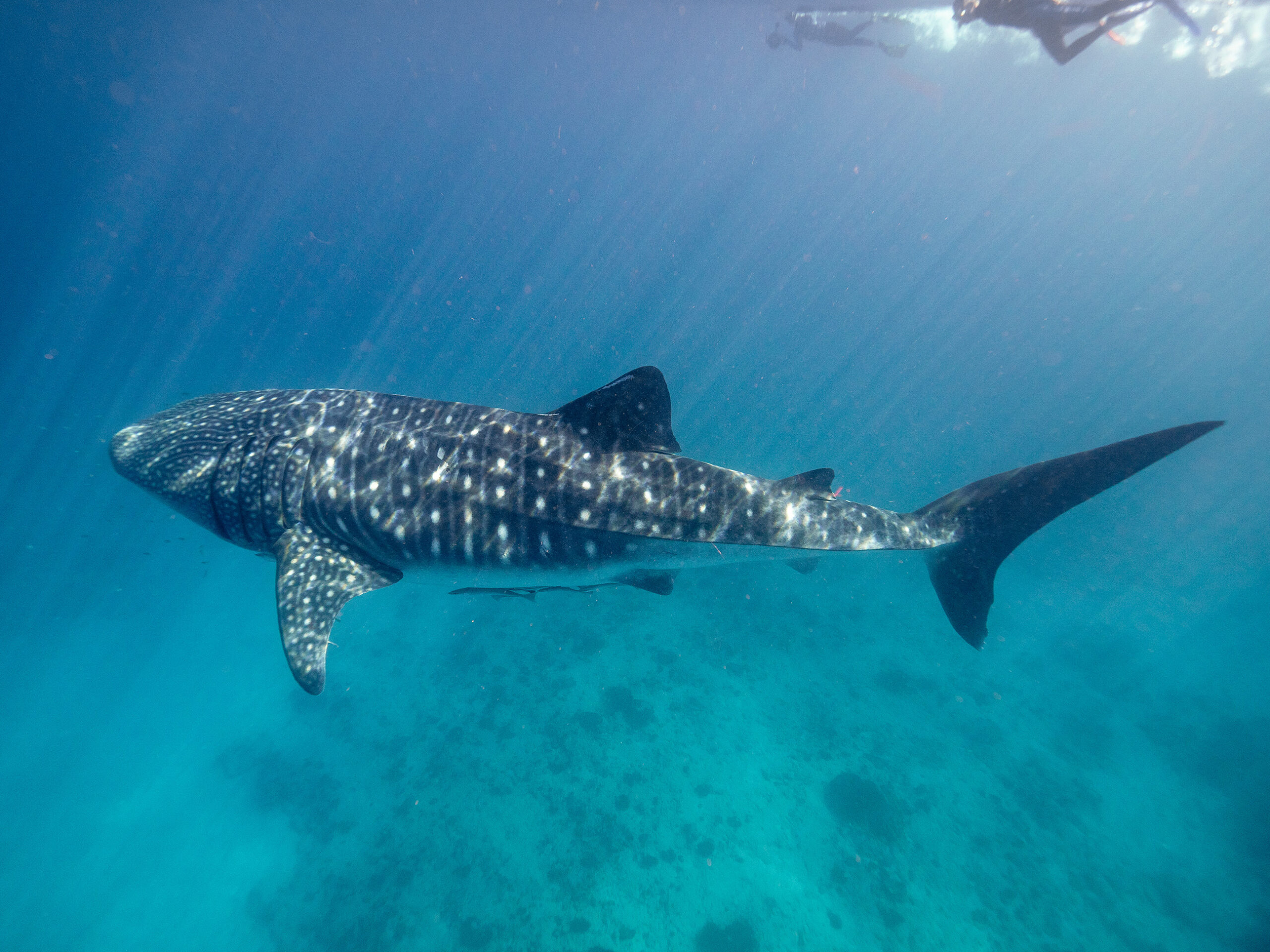 people snorkeling with whale sharks