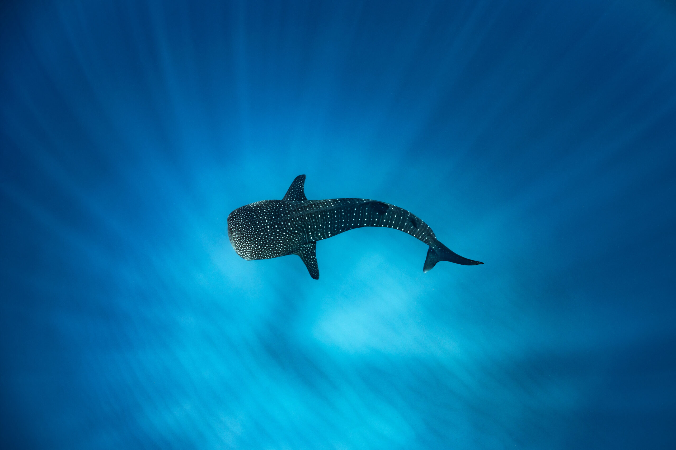 Experience Swimming with Whale Sharks at Sal Salis