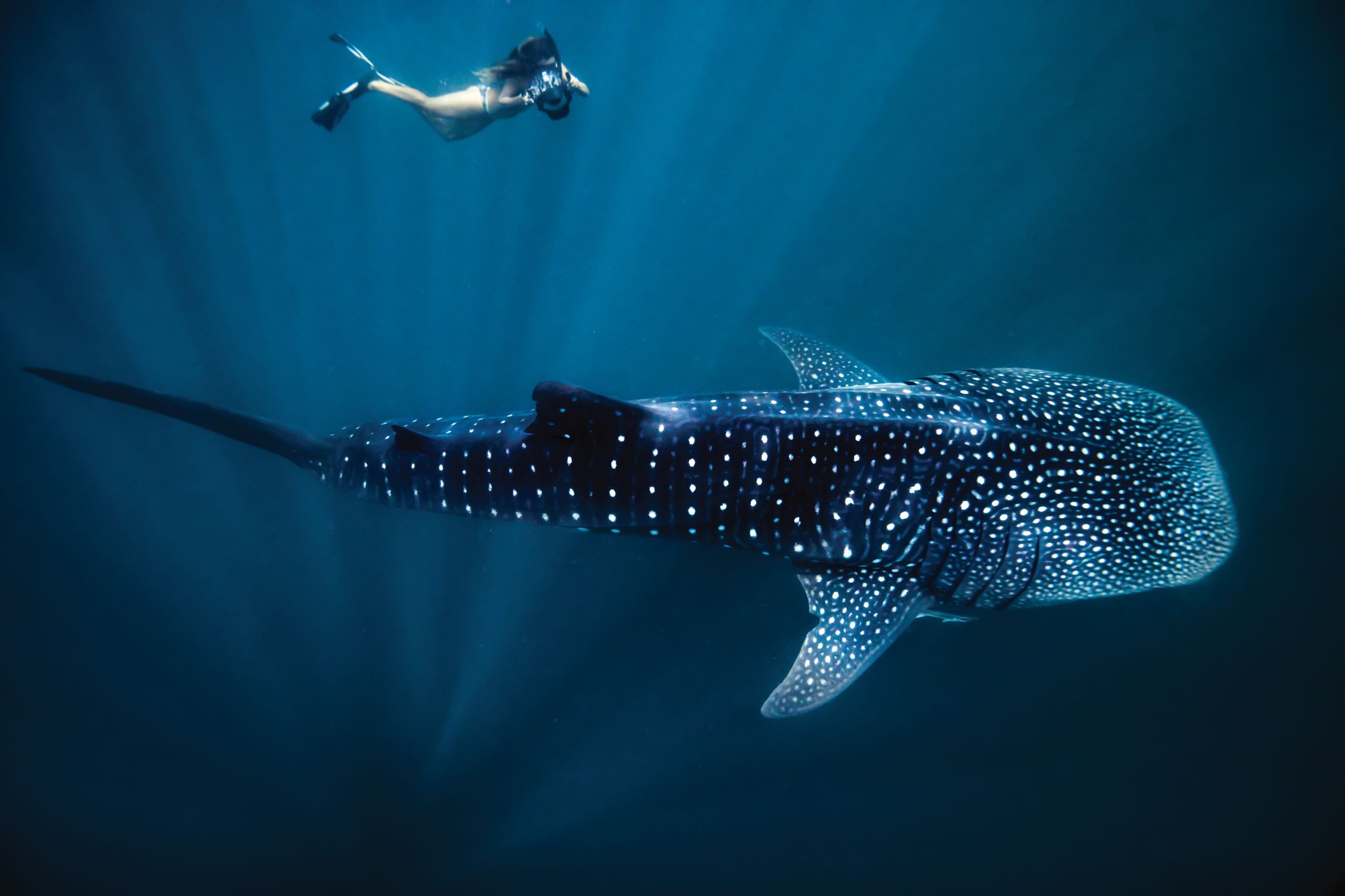 person swimming with whale shark