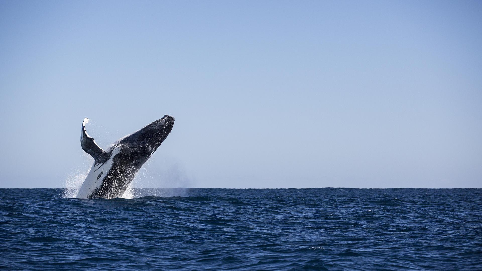 humpback whale breaching
