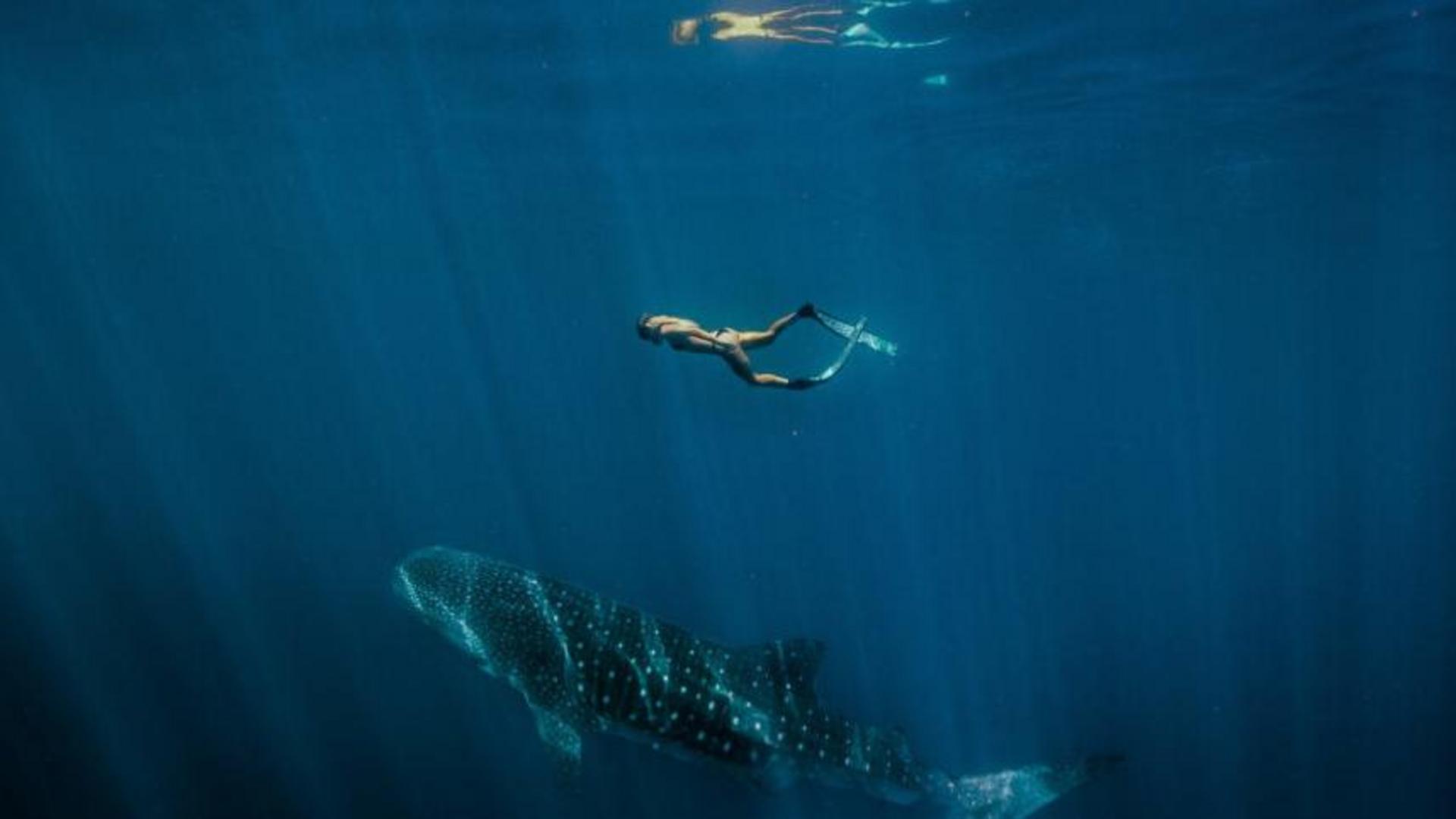 women swimming with whale shark