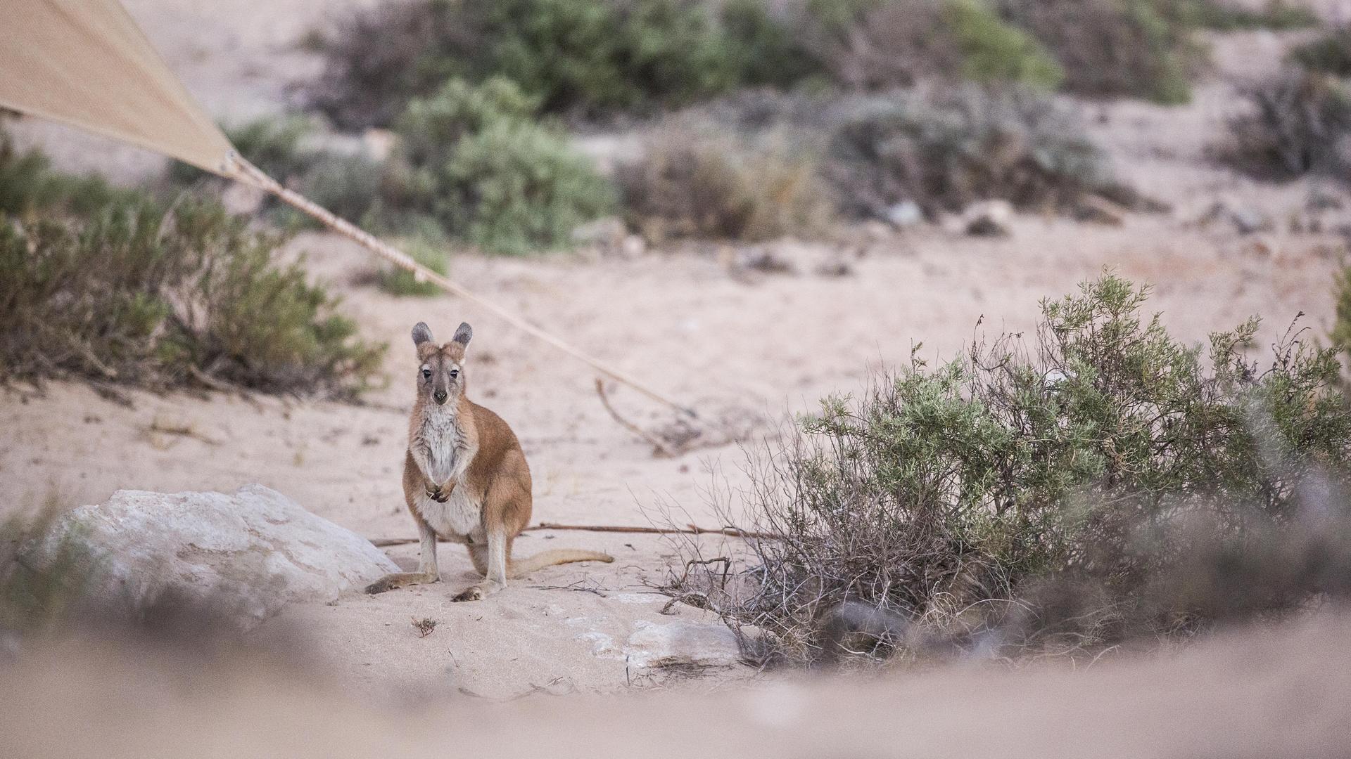 wallaby sitting at campsite